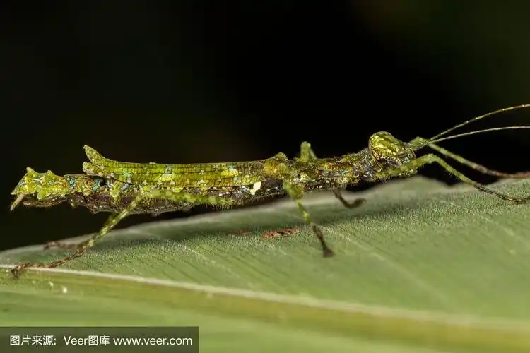 beautiful stick insect on the green leaves isolated on black