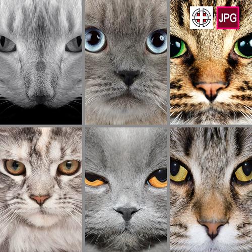 竖版宠物猫咪眼神眼睛屏保背景图片jpg设计素材