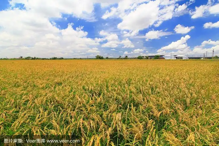 稻田里有蓝天白云