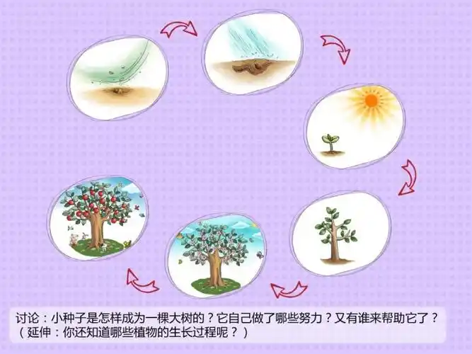 其它 《发现相似》活动7 写美篇那么植物到底是怎样长大的呢?