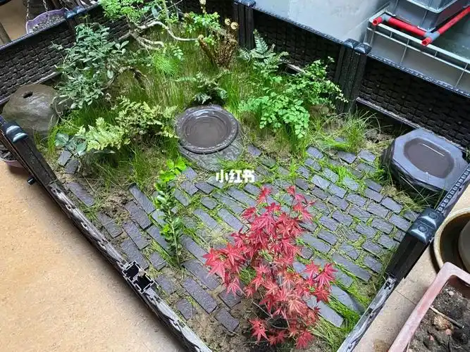 黄缘龟饲养箱造景