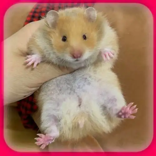 kjhgf小仓鼠宠物金丝熊活物长毛白熊黑熊稀有熊类包打疫苗长毛眼圈熊