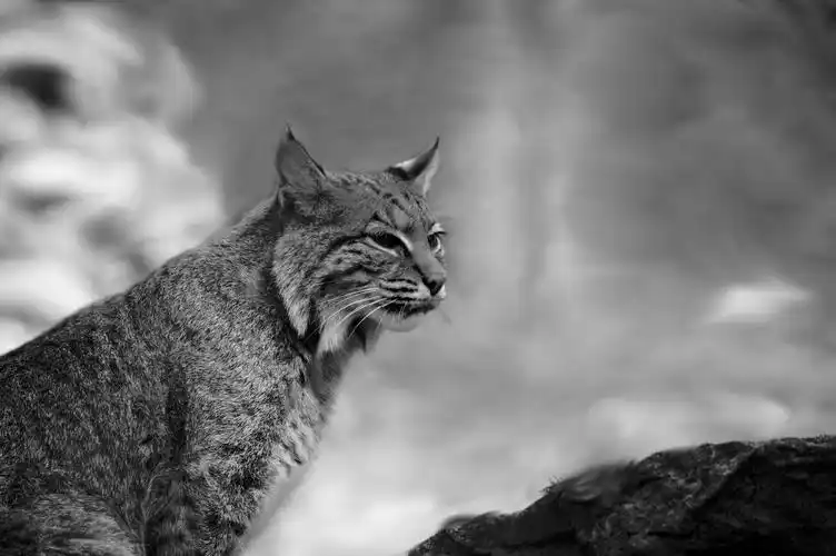 呆萌的花猫黑白图片,图片,壁纸,动物-桌酷