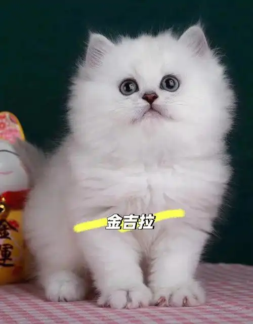 金吉拉  #纯种猫  #长毛猫  #仙女猫  #宠物猫  #宠物  #萌宠  #侍邋