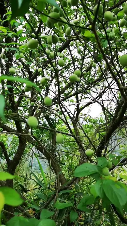 野生酸梅果