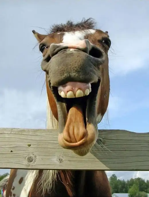 笑到肚痛的38个笑话,能把人瞬间逗乐(开心一刻)