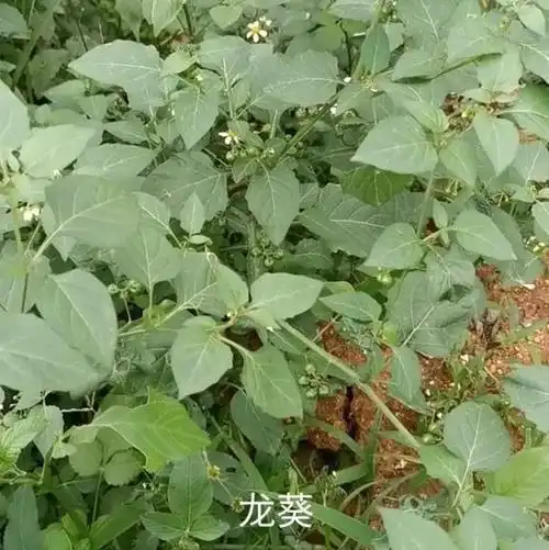 常见野菜,本草,龙葵的多种吃法|凉拌|鸡蛋|瘦肉_网易订阅