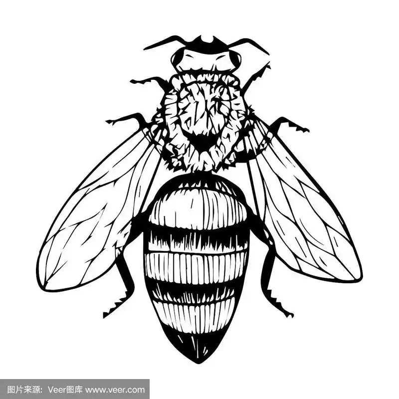 黑白矢量插图.昆虫是手工绘制和孤立在一个白色背景.一只蜜蜂的素描.