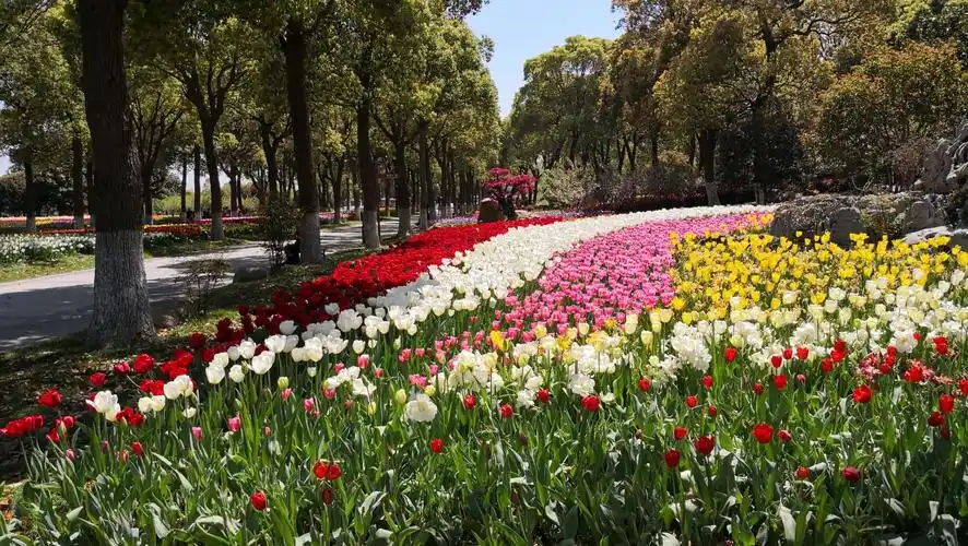 上海鲜花港郁金香花展