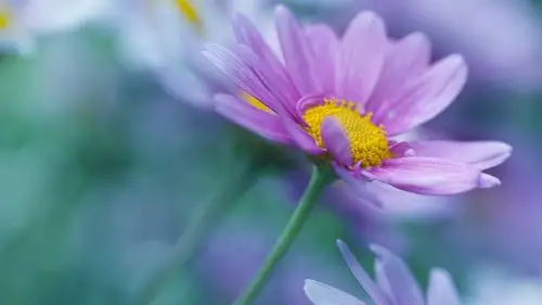 紫色花瓣鲜花,模糊 壁纸