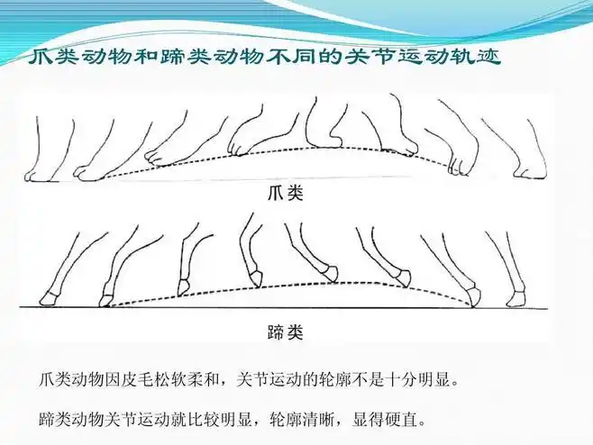 动画绘制·动物走路规律