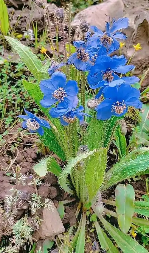 "蓝莲花:宁静与淡泊的绽放"