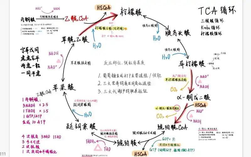 三羧酸循环,结尾口诀记忆