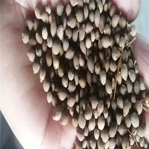 绿化乔木椴树种子播种繁育耐寒小苗种苗北方露地耐寒越冬图片