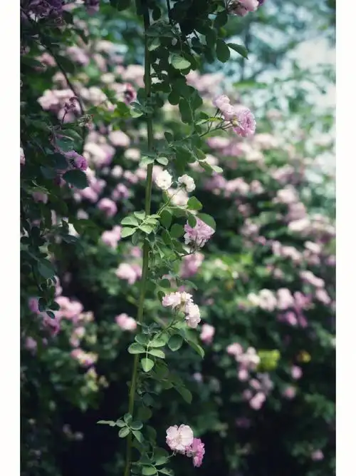 奥林匹克公园蔷薇