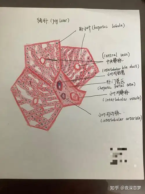 有医学解剖组胚基础实验课的手绘图吗比如肝的脏面
