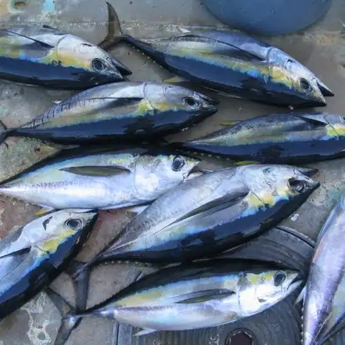 新鲜黄鳍金枪鱼