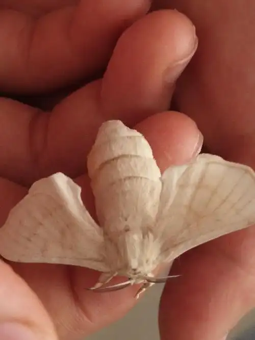 蚕蛹变成了飞蛾