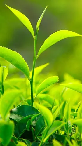 小清新绿色护眼