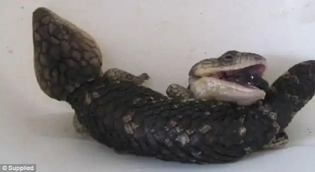 澳大利亚发现罕见双头蜥蜴:腹部长出多余的头