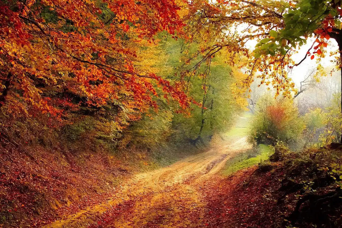 电脑壁纸 风景 风景图片 森林里的阳光唯美风景