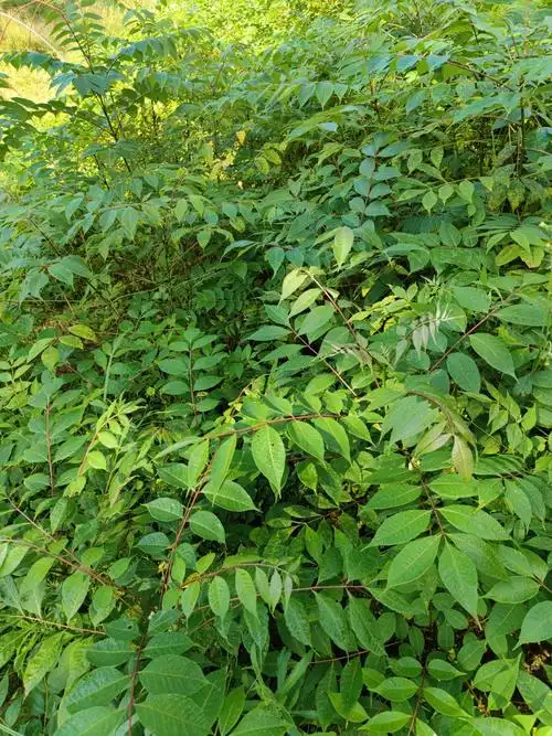 黄柏,黄柏苗育苗关键技术