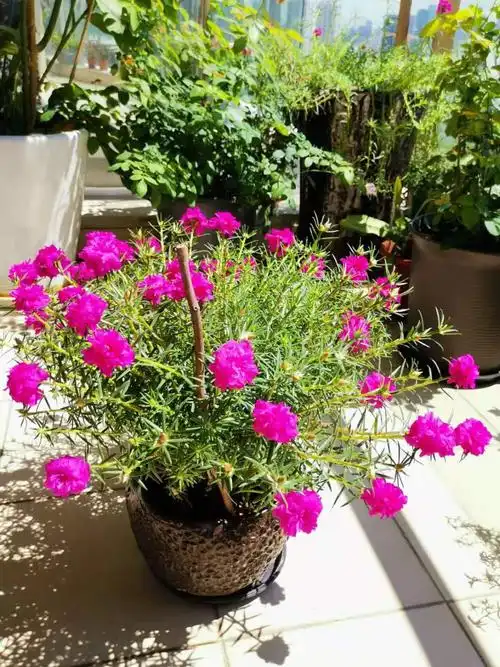 重瓣太阳花"玫红紫",花型似牡丹,耐寒也耐热,北方也能养