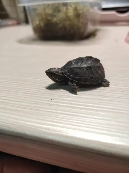 黑蛋儿一年的蜕变#养龟日常  #新手养龟  #蛋龟  #养龟