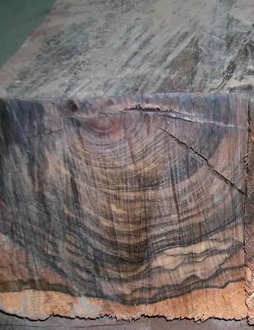 图为菲律宾条纹乌木的横切面,该木材具有极美丽的紫色和