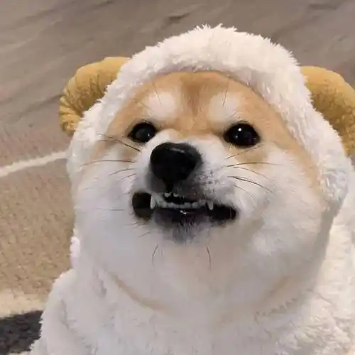 萌宠头像好看的皮囊你养不起