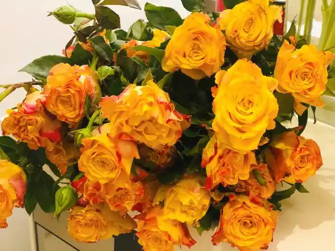 99金色海岸多头玫瑰