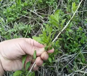 枸杞头新鲜食用