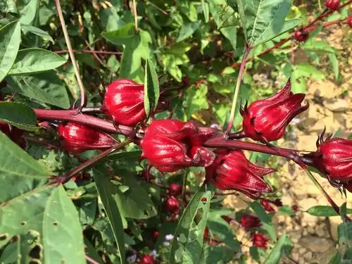 洛神花图片好看的洛神花图片洛神花植物图片