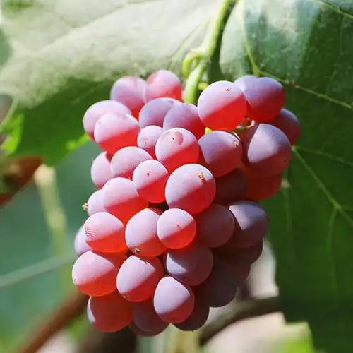 小串茉莉香葡萄迷你小葡萄 无籽 新鲜水果口感酸甜500g 拍2份包邮