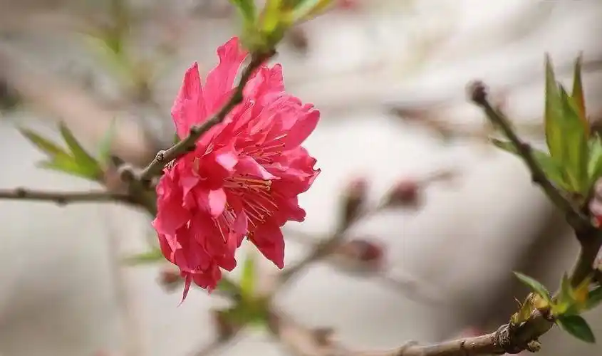 人品越差的人,越喜欢用这4种微信头像