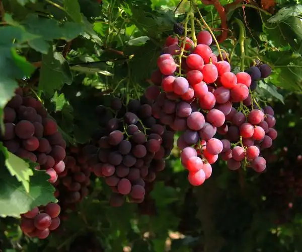 新疆的秋天是瓜果成熟的日子,瓜果飘香,葡萄鲜艳诱人,欢迎朋友来新疆