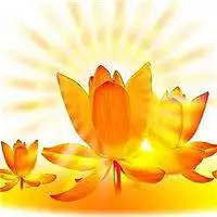 佛教莲花图片大全头像最好看漂亮的佛教莲花图片