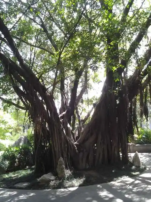 幸运的是福州森林公园中的榕树介绍词,相关部门已经有所行动.