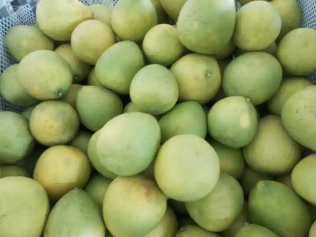 西双版纳的傣柚果, 皮薄,极易剥落,果实颗粒饱满圆润,肉质柔 - 抖音