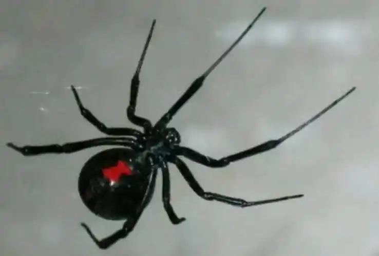 居心不良天津海关查获黑寡妇毒蜘蛛它们究竟是怎样混入货物