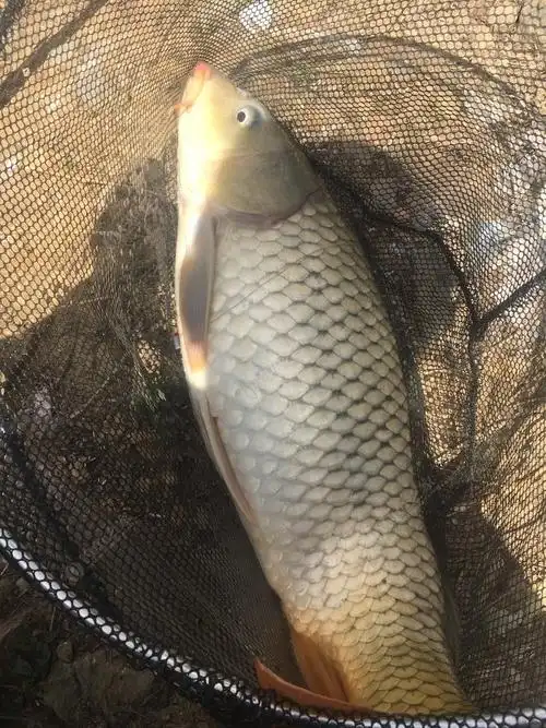 水库钓大鲤鱼,手感真的好