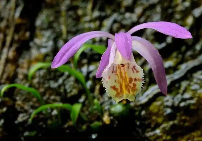 国家Ⅱ级濒危物种杜鹃兰斑叶杜鹃兰和无叶杜鹃兰的辨识鉴赏