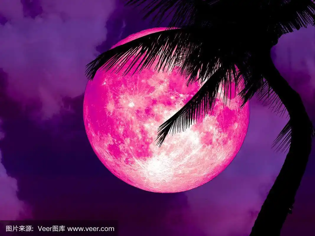 月亮,椰子树,动物背脊,粉色,天空