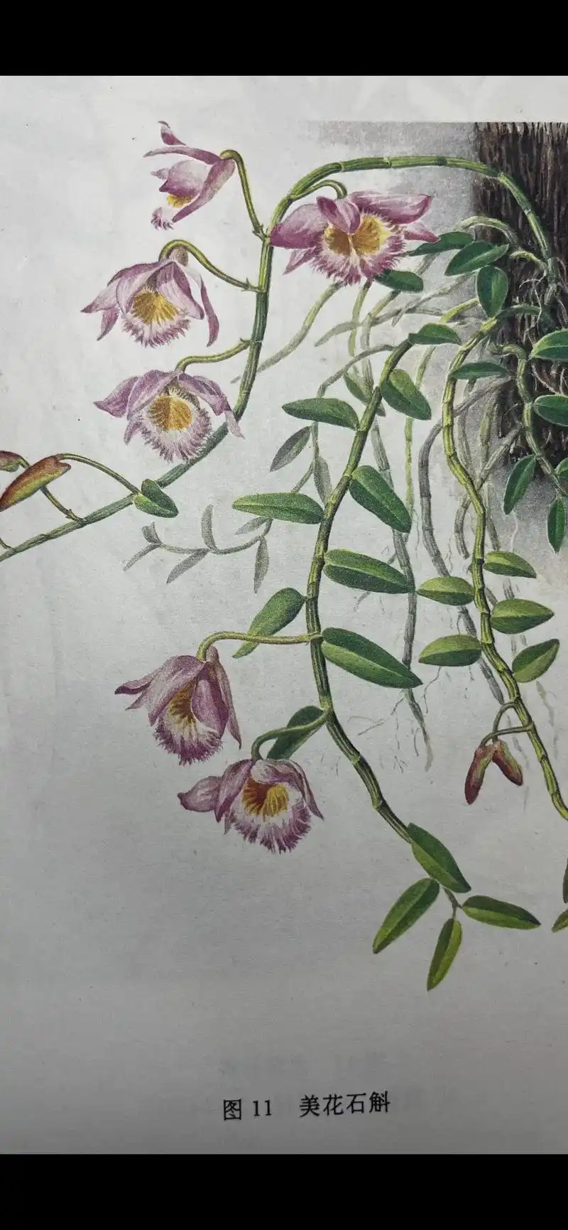 上热门话题 手绘药用植物图片,细节特征画的很明显.真可谓是 - 抖音