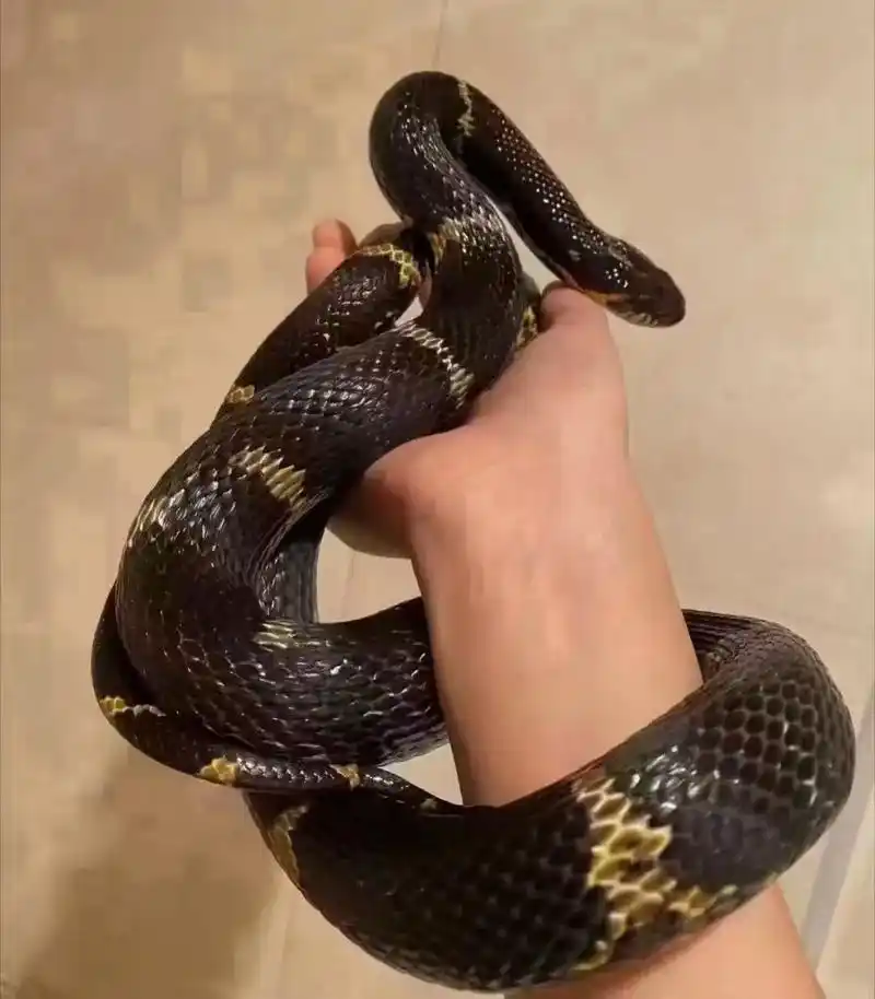 冬天没人陪,来条宠物蛇吧