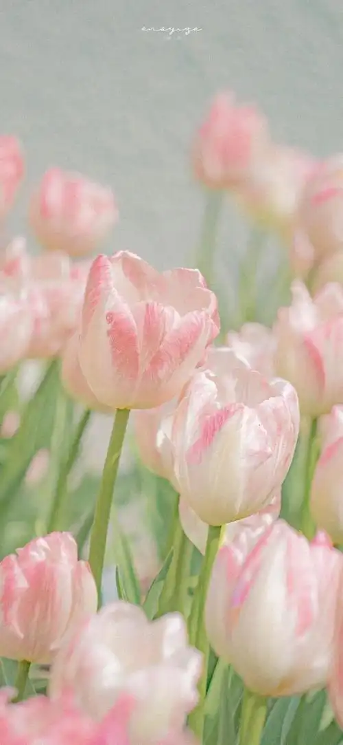share|漂亮花花手机壁纸✨