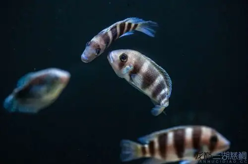 新入小布求指点!