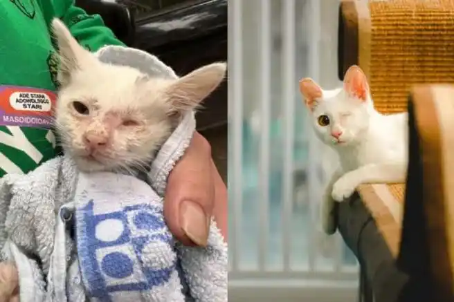 周刊》报道:距离春节还有两周的时候,小爱在居住的小区内捡到了一只猫