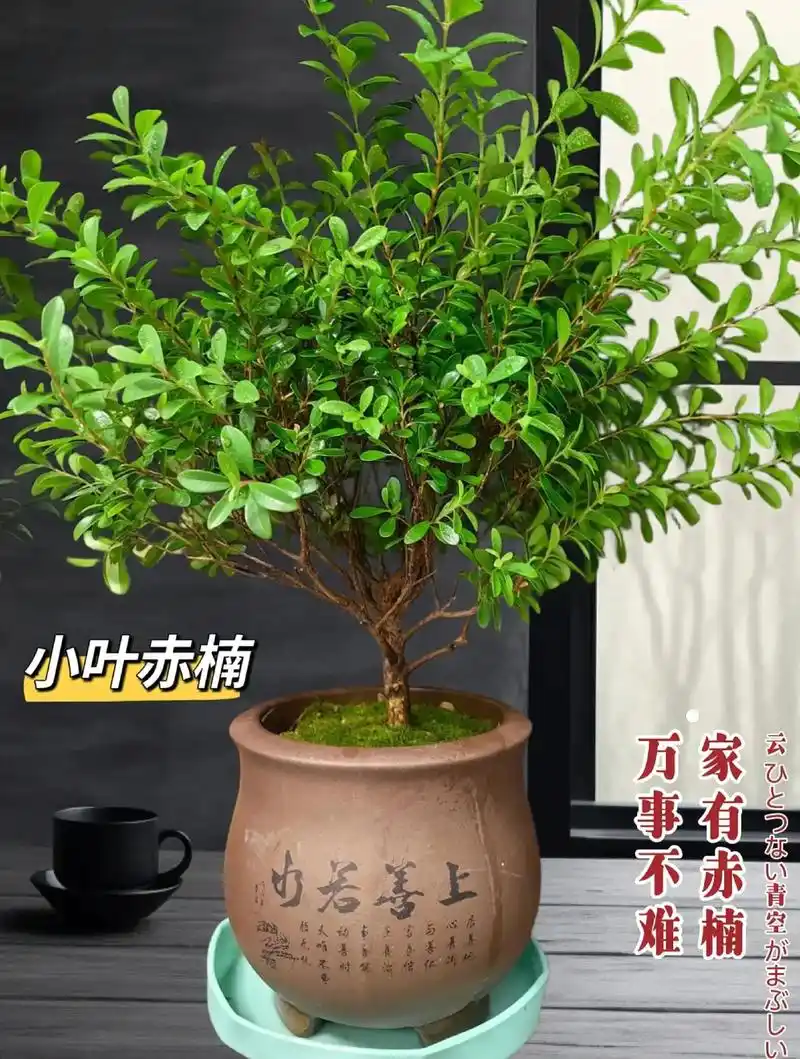 这款盆栽小叶赤楠又叫小叶赤楠盆景,它好养易活,无需复杂的护理 - 抖