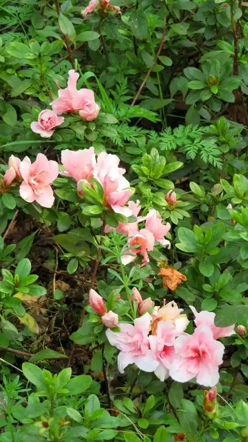 中国是杜鹃花分布最多的国家,约有530余种,杜鹃花种类繁多,花色绚丽